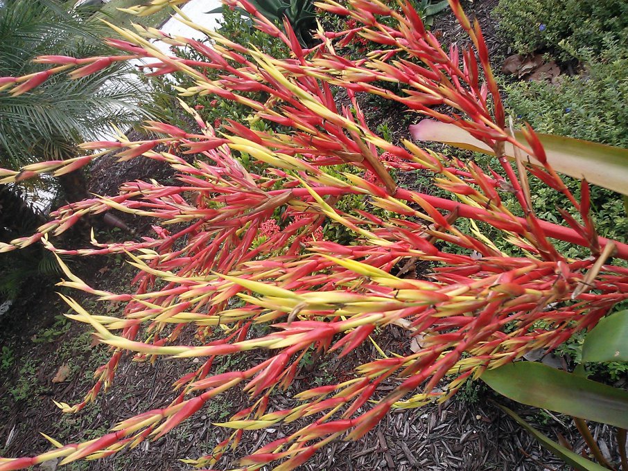 Blanchetiana Bromeliad