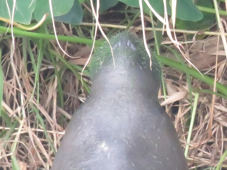 Manatee with green algae in his whiskers photo: Rebecca Fatzinger