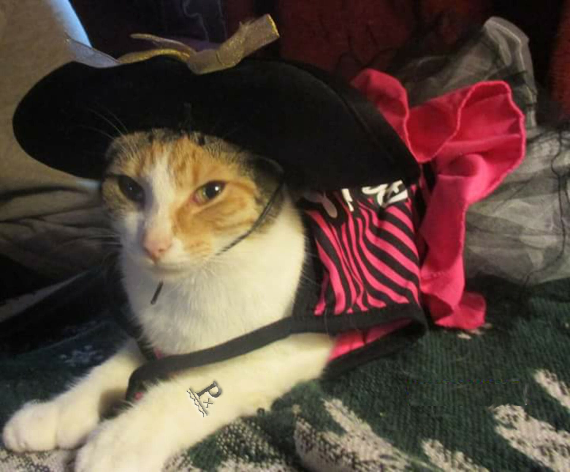 ARRRR You Ready for the 8th Annual Treasure Coast Pirate Festival