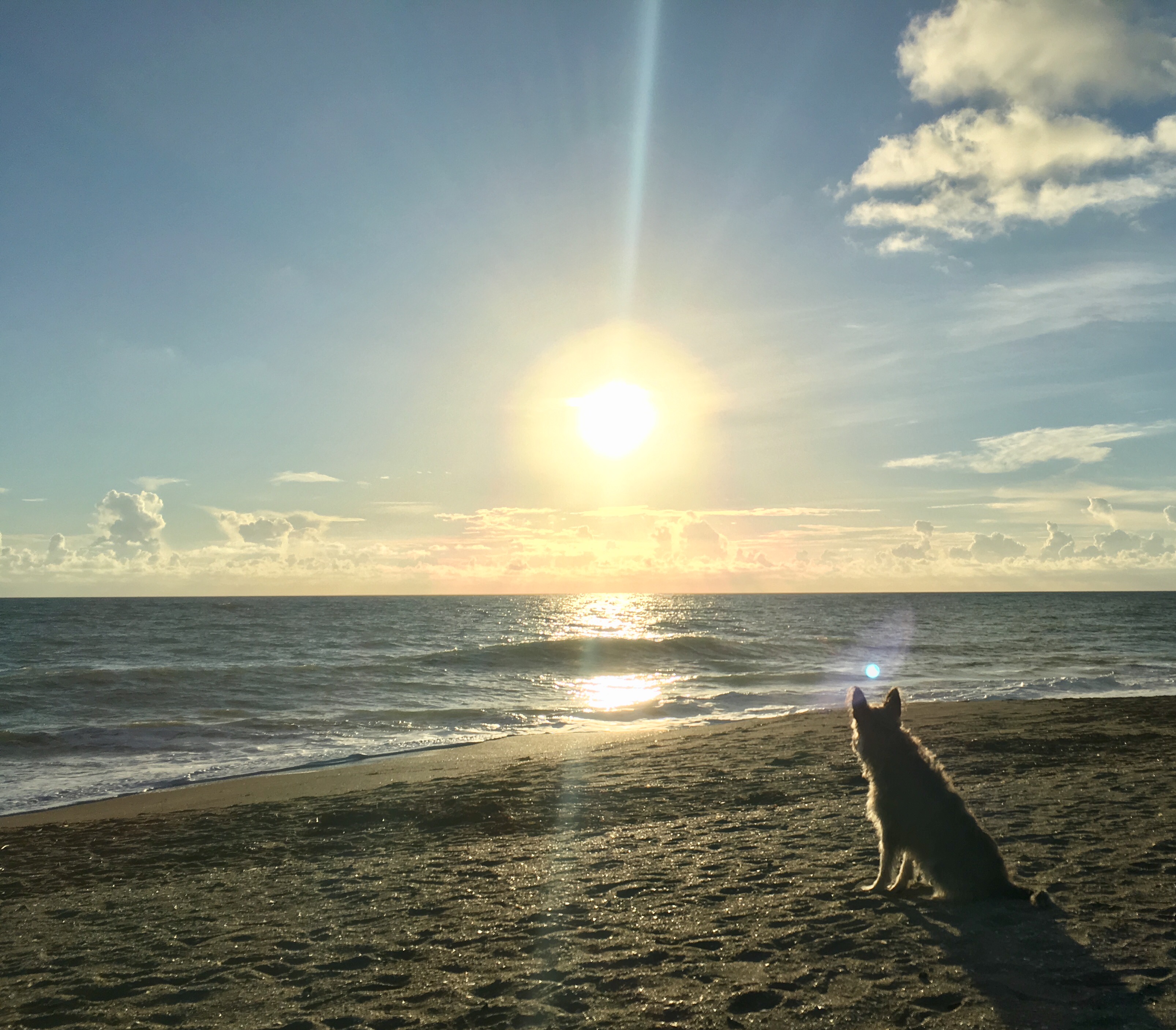 Ft Pierce Dog Friendly Beach Survey Treasure Coast Connecting Ft Pierce Dog Friendly Beach Survey