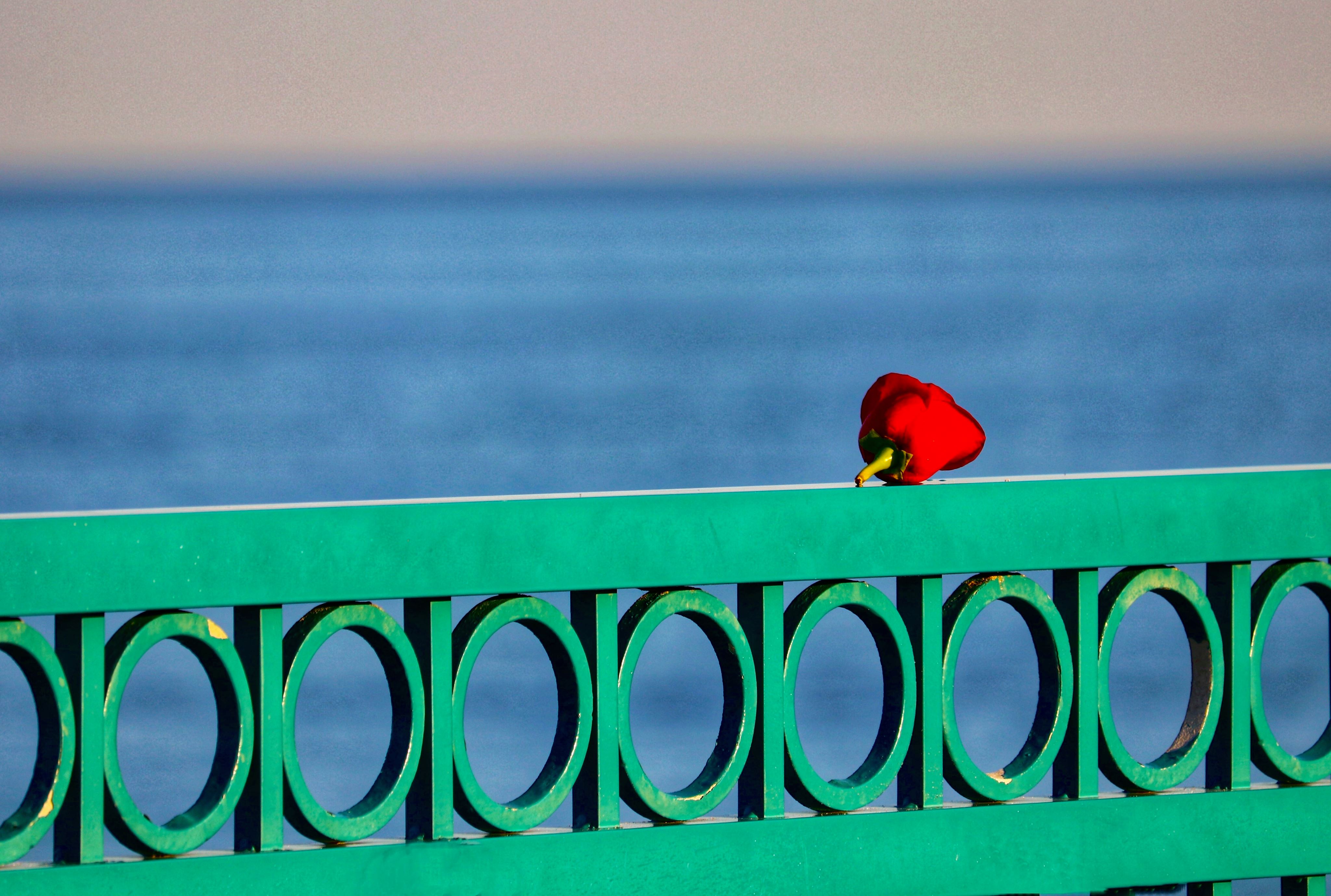 TreasureCoast Photo Of The Week Feb 15 Treasure Coast Local News 