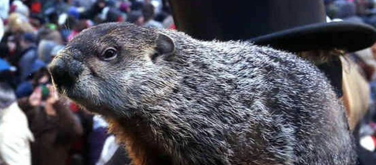 день сурка. день сурка интересные факты. день сурка когда отмечается в 2024 году. сурок интересные факты. день сурка когда отмечается в 2024 году.