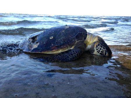 The loggerhead lies dead along the shoreline of the Indian River Lagoon. (Photo JTL 6-14-15)