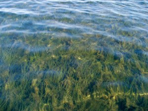 Photo by Lauren Hall, SJRWMD, showing healthy seagrasses in the IRL. (From Save the Manatee Website)