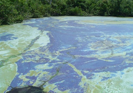 Toxic algae, photo by Mary Radabaugh of St Lucie Marina.) 