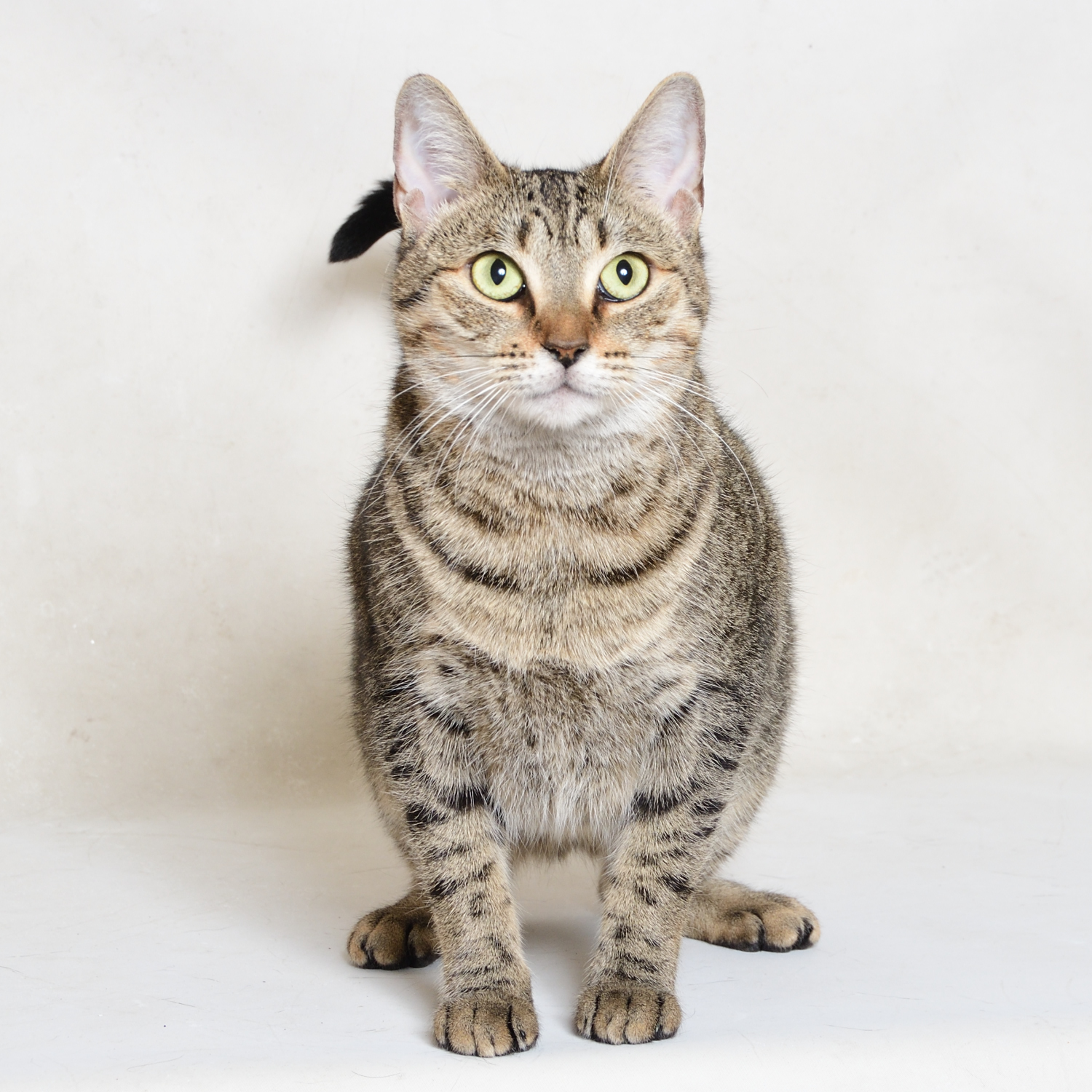 Adopt Kitty! Pet of the Week! - Treasure Coast - Local News & Local Events