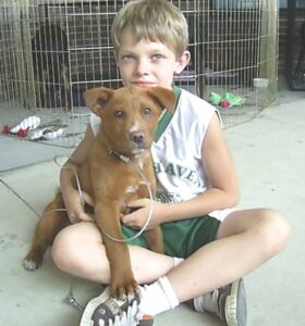 Fostering a Dog