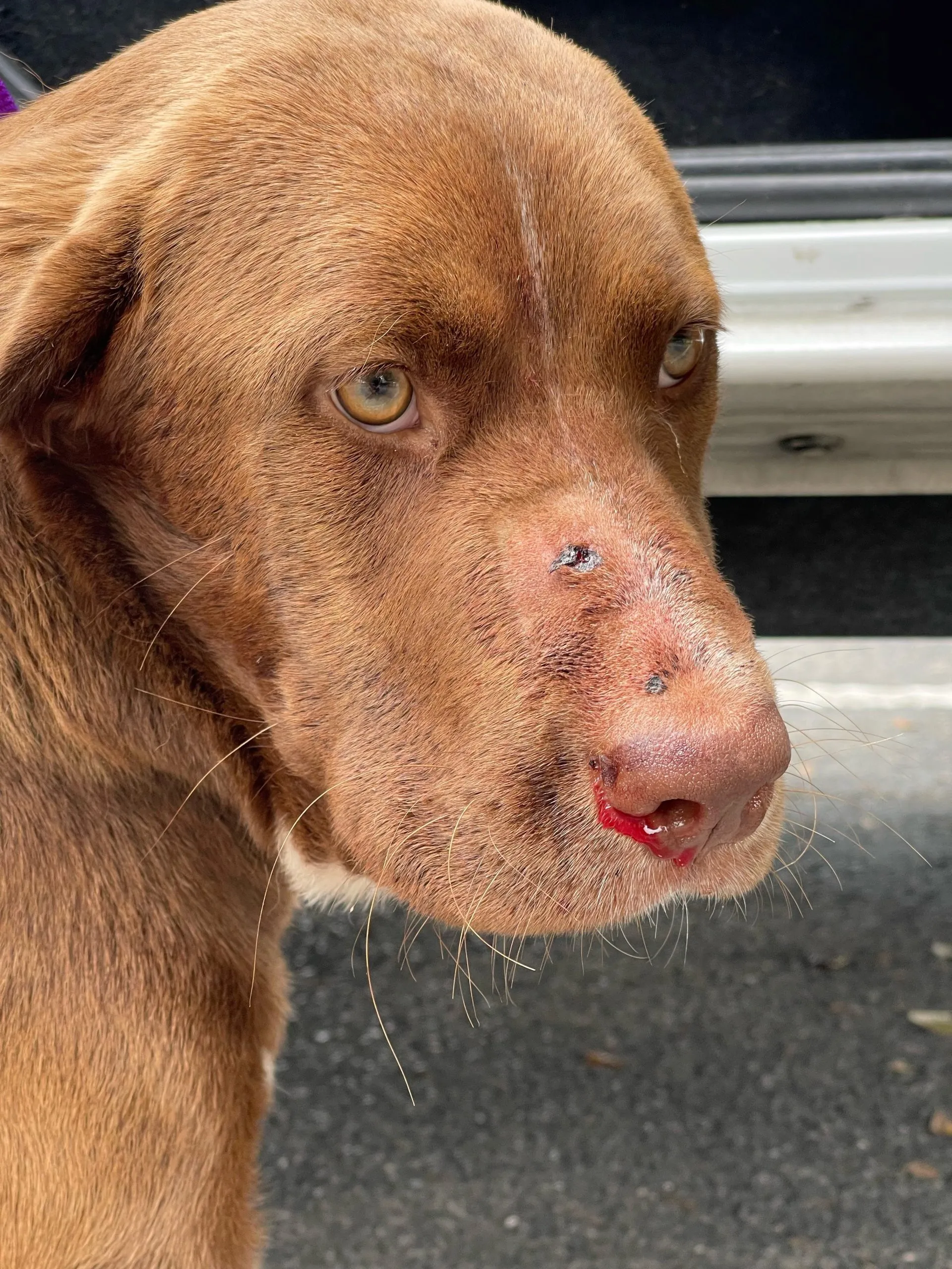 Arrested: Man who shot dog in Jupiter