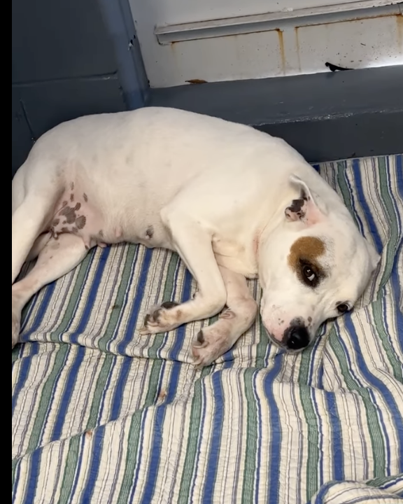 Kennels at Fort Pierce Animal Adoption Center reported to be in